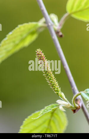 Betulla pelosa, bianco abbaiato Himalayan Birch (Betula utilis 'Doorenbos', Betula utilis Doorenbos), infiorescenza femminile, cultivar Doorenbos, Germania, Sassonia Foto Stock