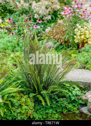 Hard-(felce Blechnum spicant, Struthiopteris spicant), come pianta ornamentale Foto Stock