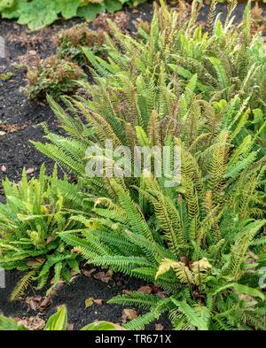 Hard-(felce Blechnum spicant, Struthiopteris spicant), come pianta ornamentale Foto Stock