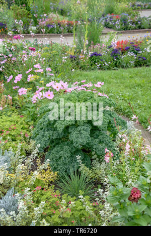 Cavolo riccio, borecole (Brassica oleracea var. sabellica, Brassica oleracea convar. acephala var. sabellica), cultivar riflesso, in Germania, in Baviera Foto Stock