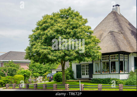 Castagno, dolce castagno (Castanea sativa), che fiorisce in un frontgarden, Paesi Bassi, Gelderland Foto Stock