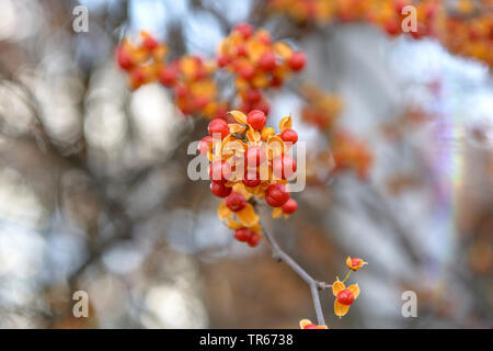 Cinese (agrodolce Celastrus rosthornianus), frutta Foto Stock