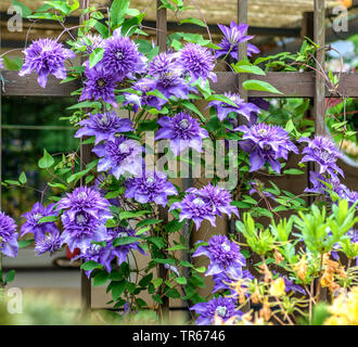 Clematis, vergini-bower (Clematis 'Multi Blue', Clematis Multi blu), fioritura, cultivar Multi Blue Foto Stock