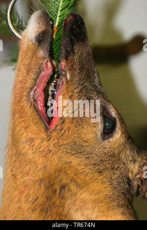 Il capriolo (Capreolus capreolus), la selvaggina uccisa sul gancio , Germania Foto Stock