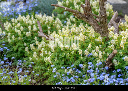 Bianco (corydalis Pseudofumaria alba, Corydalis ochroleuca), fioritura insieme a dimenticare-me-middlesbrough, Germania Foto Stock