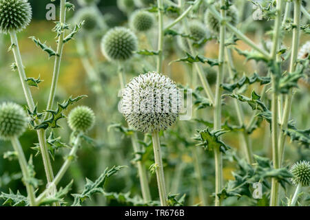 Grande globethistle, grande globo-thistle, giant globe thistle (Echinops sphaerocephalus), fioritura, Austria Foto Stock