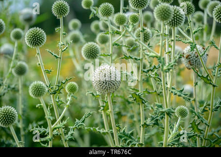 Grande globethistle, grande globo-thistle, giant globe thistle (Echinops sphaerocephalus), fioritura, Austria Foto Stock