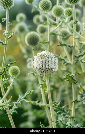 Grande globethistle, grande globo-thistle, giant globe thistle (Echinops sphaerocephalus), fioritura, Austria Foto Stock