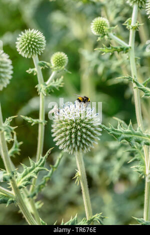 Grande globethistle, grande globo-thistle, giant globe thistle (Echinops sphaerocephalus), fioritura, con umile bee, Austria Foto Stock