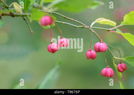 Mandrino europeo-tree (Euonymus europaea, Euonymus europaeus), ramo fruttifero, Germania Foto Stock