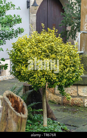 Arrampicata, euonymus euonymus wintercreeper, inverno-superriduttore (Euonymus fortunei 'Emerald 'n' Gold', Euonymus fortunei Emerald 'n' Oro), cultivar Emerald 'n' oro in un frontgarden, Germania, Sassonia Foto Stock