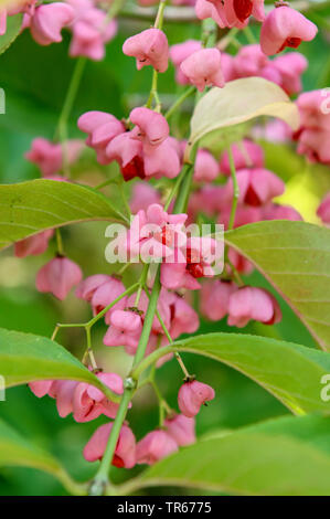 Hamilton il spindletree, Hamilton della struttura ad albero di mandrino, Hamilton il mandrino (Euonymus hamiltoniana ssp. maackii, Euonymus hamiltonianus ssp. maackii), la fruttificazione, Germania, Schleswig-Holstein Foto Stock