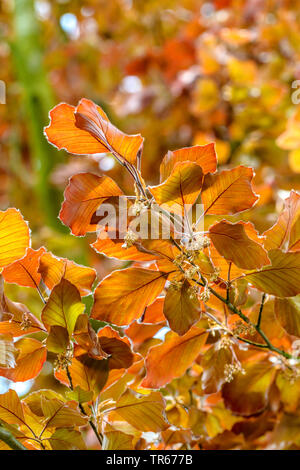 Il rame faggio (Fagus sylvatica var. purpurea, Fagus sylvatica 'Atropunicea', Fagus sylvatica Atropunicea), foglie di germogli in primavera, cultivar Atropunicea Foto Stock