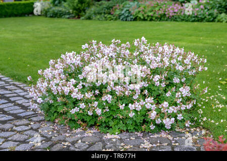 Geranio (Geranium x cantabrigiense 'Biokovo', Geranium x cantabrigiense Biokovo), cultivar Biokovo Foto Stock