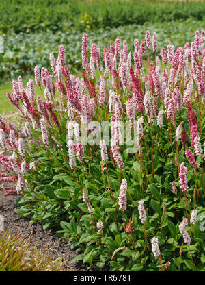 Bistort anfibio (Persicaria affinis 'Superba', Persicaria affinis Superba, affine di Polygonum bistorta, affinis), fioritura, cultivar Superba, Paesi Bassi, Zuid-Holland Foto Stock