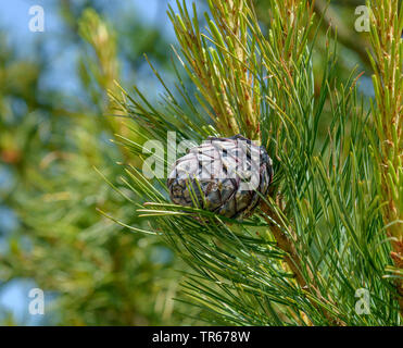 Il cembro, arolla pine (Pinus cembra), il ramo con un cono, Germania, Bassa Sassonia Foto Stock