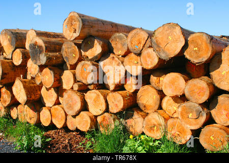 Abete (Picea abies), log stack, Germania Foto Stock