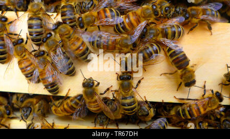 Il miele delle api, hive bee (Apis mellifera mellifera), di api all'alveare ingresso, Germania Foto Stock