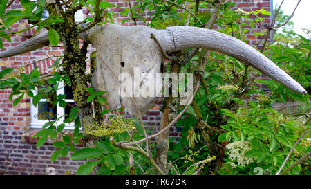 Gli animali domestici della specie bovina (Bos primigenius f. taurus), Demetra agriturismo il cranio di una vacca su una boccola, Germania Foto Stock