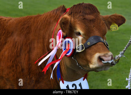 Gli animali domestici della specie bovina (Bos primigenius f. taurus), vincitore del premio bovini, ritratto, Regno Unito, Scozia, Cairngorms National Park Foto Stock