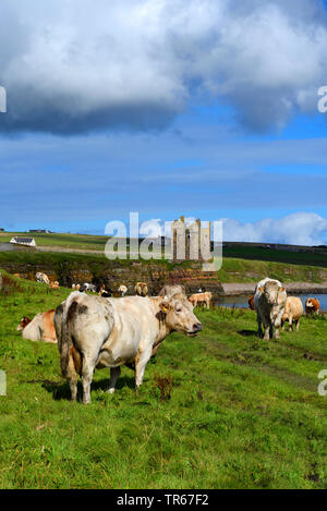 Gli animali domestici della specie bovina (Bos primigenius f. taurus), allevamento di cattles su un pascolo da la rovina del castello di keiss, Regno Unito, Scozia, Caithness Foto Stock