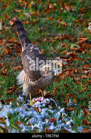 Northern Sparviero (Accipiter nisus), femmina alimentazione di una colomba a collare in un prato, Regno Unito, Scozia, Cairngorms National Park Foto Stock