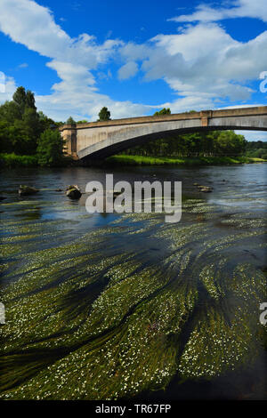 Acqua di fiume-stella (Ranunculus fluitans), di numerosi impianti di acqua nel fiume Spey nei pressi di un ponte, Regno Unito, Scozia, altopiani, Spey Foto Stock