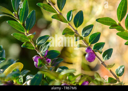 Casella caprifoglio, Wilson (caprifoglio Lonicera nitida), rami con frutti, Germania, Sassonia Foto Stock