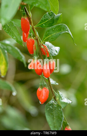 Wolfberry cinese, comune del matrimonio di vite (Lycium barbarum 'Nuovo Grande', Lycium barbarum nuovo grande), Goji bacche di cultivar nuovo grande Foto Stock