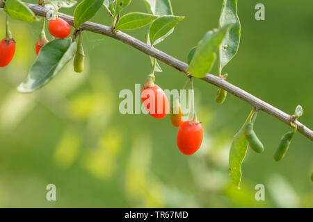 Wolfberry cinese, comune del matrimonio di vite (Lycium barbarum 'Turgidus', Lycium barbarum Turgidus), Goji bacche di cultivar Turgidus Foto Stock