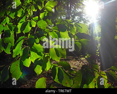 Comune di faggio (Fagus sylvatica), lascia in controluce, Germania Foto Stock