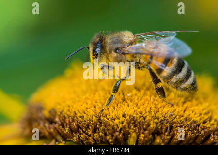 Il miele delle api, hive bee (Apis mellifera mellifera), su un fiore di oxeye, vista laterale, Germania, Meclemburgo-Pomerania Occidentale Foto Stock