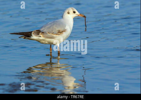 A testa nera (gabbiano Larus ridibundus, Chroicocephalus ridibundus), giovane nero-headed gull in piedi in acqua poco profonda con una ragworm in bolletta, Germania, Meclemburgo-Pomerania Occidentale Foto Stock