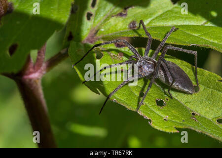 Vivaio spider web, fantastica pesca spider (Pisaura mirabilis), seduta su una foglia, vista laterale, Germania, Meclemburgo-Pomerania Occidentale Foto Stock