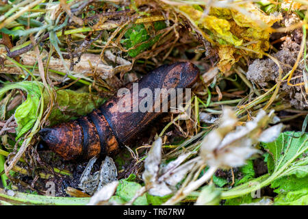 Elephant hawkmoth (Deilephila elpenor), pupa giacente tra sbiadito di parti di impianto, Germania, Meclemburgo-Pomerania Occidentale Foto Stock