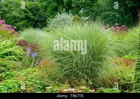 Miscanto, Zebra erba, erba di Tiger (Miscanthus sinensis 'mattina luce', Miscanthus sinensis. La luce del mattino), cultivar la luce del mattino Foto Stock