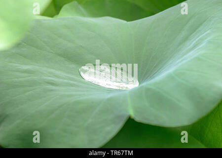 East Indian lotus (Nelumbo nucifera), leav con acqua goccia, lotos effetto, in Germania, in Baviera Foto Stock