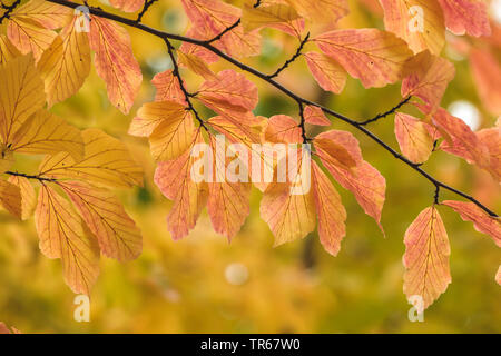 Ironwood, (parrotia Parrotia persica), il ramo con foglie di autunno Foto Stock