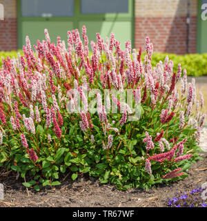 Bistort anfibio (Persicaria affinis 'Superba', Persicaria affinis Superba, affine di Polygonum bistorta, affinis), fioritura, cultivar Superba, Paesi Bassi, Zuid-Holland Foto Stock