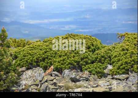 Pino mugo, pino mugo (Pinus mugo var pumilio), su Schneekoppe in Monti dei Giganti, Repubblica Ceca Foto Stock