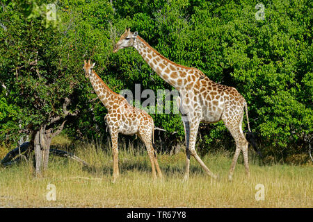 Giraffe (Giraffa camelopardalis), mucca con vitello nella arbusti, vista laterale, Botswana, riserva Moremi, Okovango Foto Stock