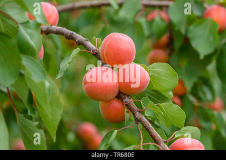 Albero di albicocche (Prunus armeniaca 'Bergarouge', Prunus armeniaca Bergarouge), albicocche su un albero, cultivar Bergarouge Foto Stock