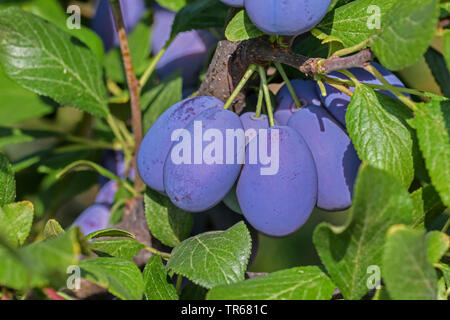 Unione prugna (Prunus domestica 'Haroma'. Prunus domestica Haroma), prugne su un albero, cultivar Haroma Foto Stock