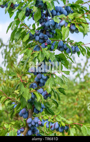 Unione prugna (Prunus domestica 'Haroma'. Prunus domestica Haroma), prugne su un albero, cultivar Haroma Foto Stock