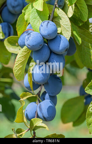 Unione prugna (Prunus domestica " Topfive', Prunus domestica Topfive), prugne su un albero, cultivar Topfive Foto Stock