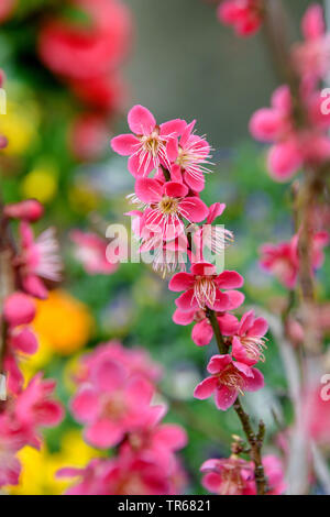 La prugna cinese, giapponese albicocca (Prunus mume 'beni-chi-dori', Prunus mume Beni-chi-dori), filiale di fioritura, cultivar di beni-chi-dori, Germania, Sassonia Foto Stock