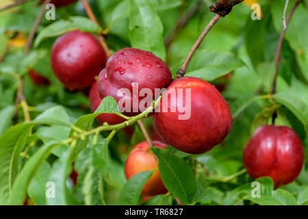 Pesche noci (Prunus persica 'Big Bang', Prunus persica Big Bang, Prunus persica var. nectarina, Prunus nectarina), nactarines su un albero, cultivar Big Bang Foto Stock