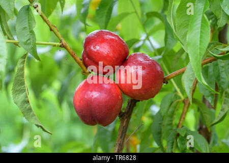 Pesche noci (Prunus persica 'Big Bang', Prunus persica Big Bang, Prunus persica var. nectarina, Prunus nectarina), nactarines su un albero, cultivar Big Bang Foto Stock