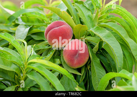 Pesche (Prunus persica 'Bonanza', Prunus persica Bonanza), le pesche su un albero, cultivar Bonanza Foto Stock