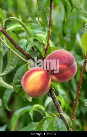 Pesche (Prunus persica 'Spring Lady', Prunus persica Spring Lady), le pesche su un albero, cultivar Spring Lady Foto Stock